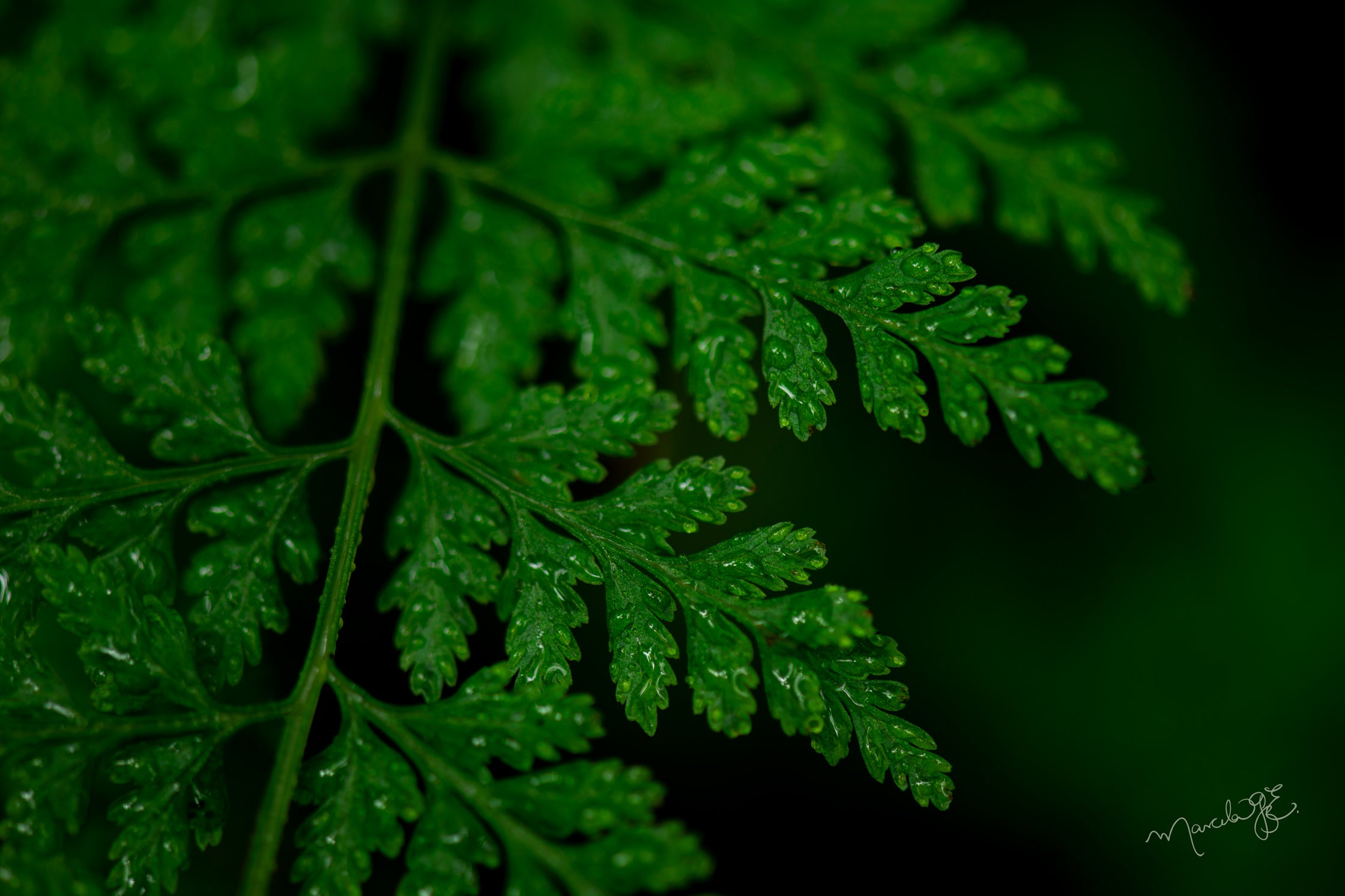 plantas del bosque